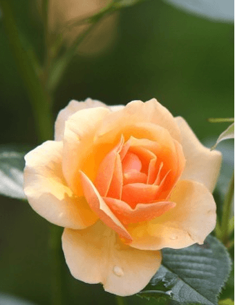 Bonny Marie Carter Obituary