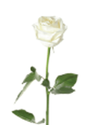 Lona Walker Taft Obituary