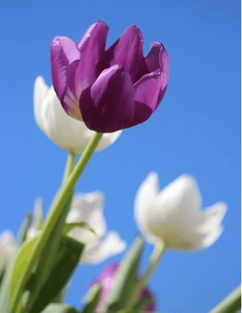 Minerva G. Briscoe Obituary