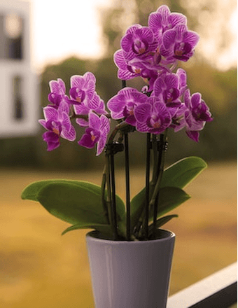 Edna Conway Obituary