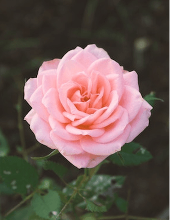 Ruth D. Phillip Obituary